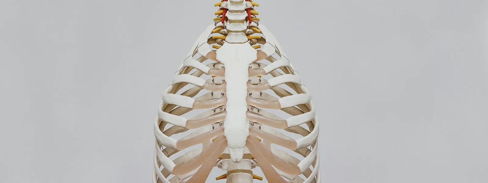 Anatomical model of the spine and ribcage