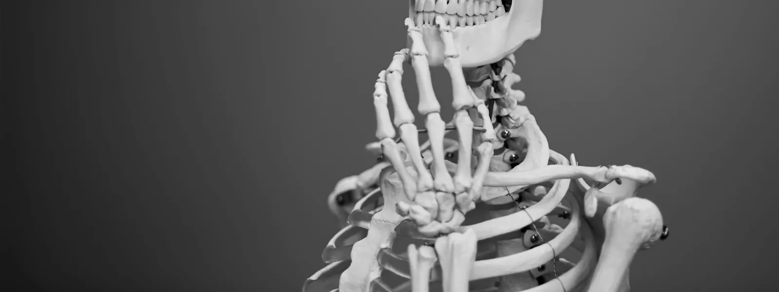 A human skeleton anatomical model